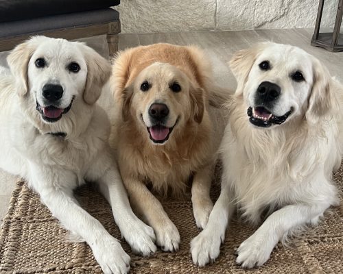 three dogs on rug